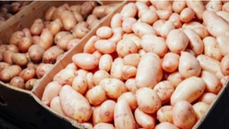 В Україні рекордно здорожчала картопля (відео)