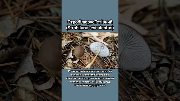 Навіть у холод і сніг: які їстівні гриби ростуть у березні (відео)