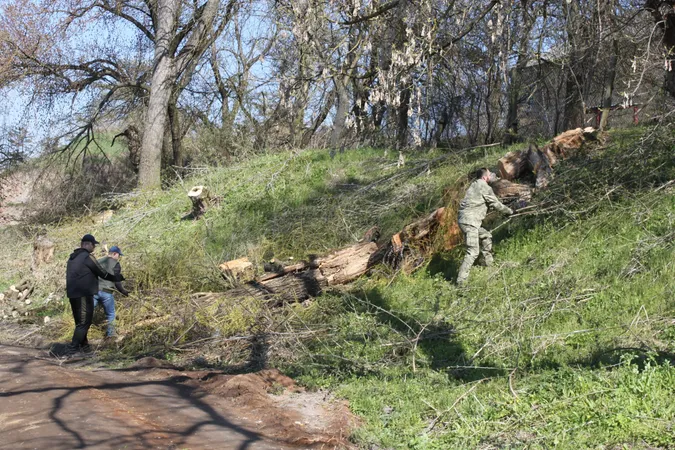 В Олиці прибрали схили замку Радзивілів