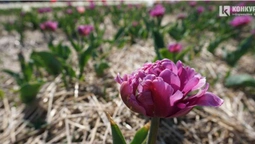 Три гектари тюльпанів: «Волинську Голландію» показали з висоти (відео)