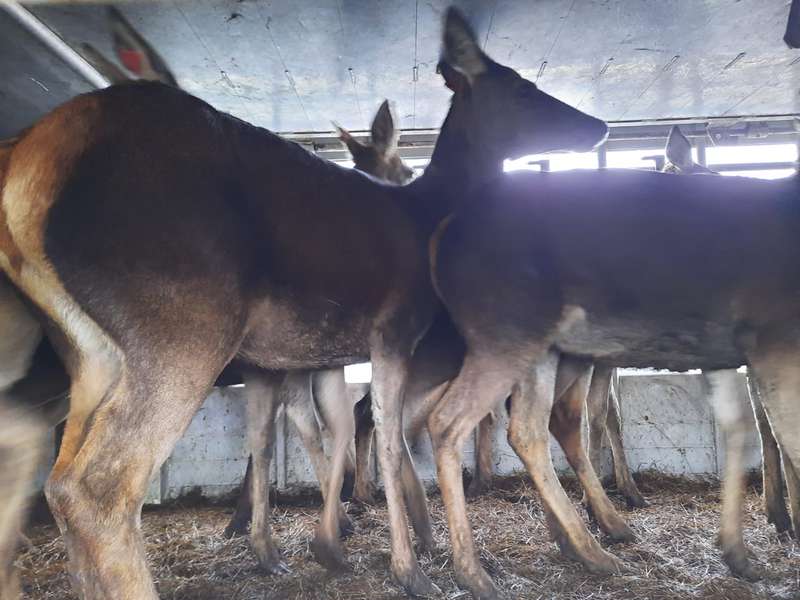 На Волинь прибув «незвичний товар» – стадо благородних оленів (фото)