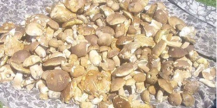 У Луцькому районі за день чоловік зібрав понад 20 кілограмів грибів (фото)