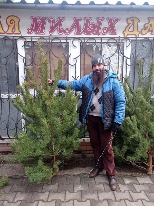 У Краматорську найбільше продають ялинок саме з Волині (фото)