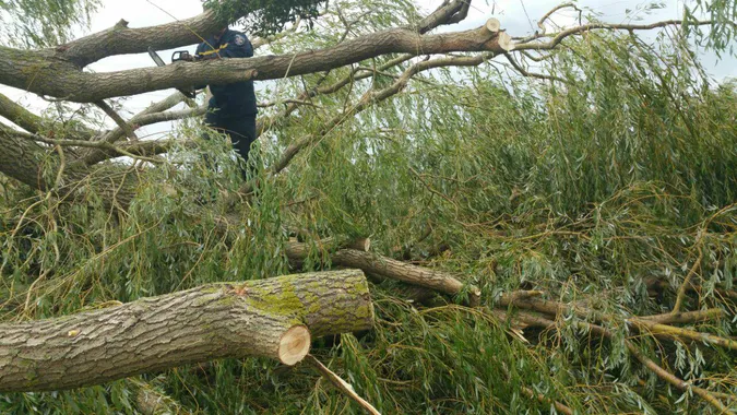 На Волині негода повалила дерева і залишила людей без світла