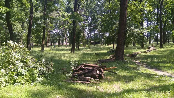 У Ківерцях буревій повалив дерева (фото)