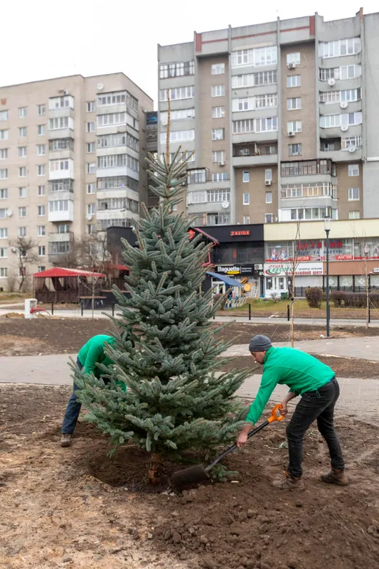 Перед Луцьким РАЦСом висадили п'ятиметрові ялинки (фото)