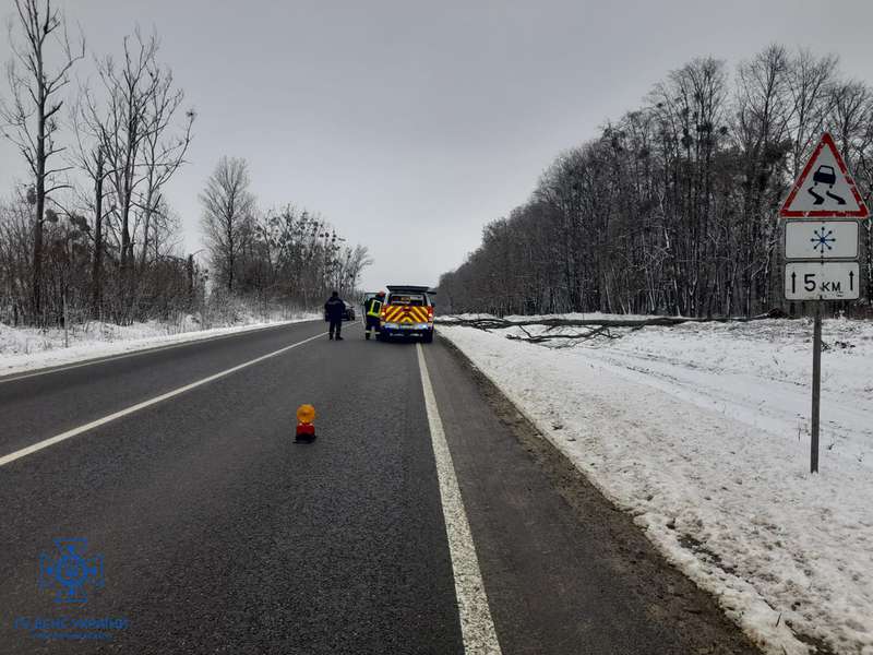 На автодорогу Луцьк – Устилуг впало дерево й ускладнило рух транспорту (фото)