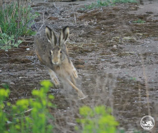 🐇 Невловимі чорнобильські зайці потрапили в об'єктив