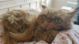 Назвали Шафкою: врятована кішка з Бородянки знайшла господарів (фото)