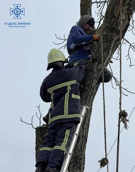 У Луцькому районі чоловік потрапив у «капкан» на дереві (фото)