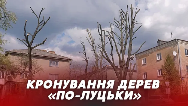 «Обрізали не 30% гілок, а всі 60%»: лучани обурені кронуванням дерев у місті (відео)