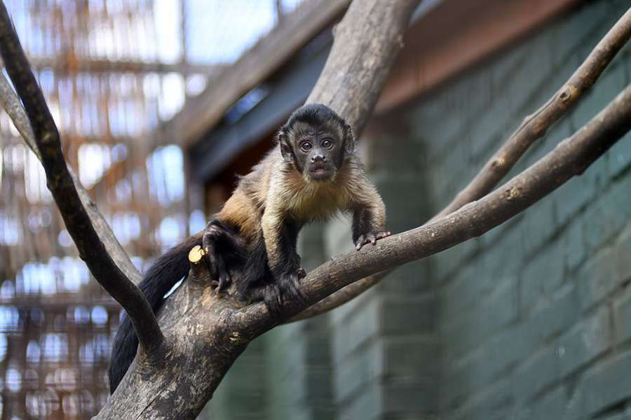 Суцільне милоття: Луцький зоопарк показав своїх мешканців-матусь та малят (ФОТО)