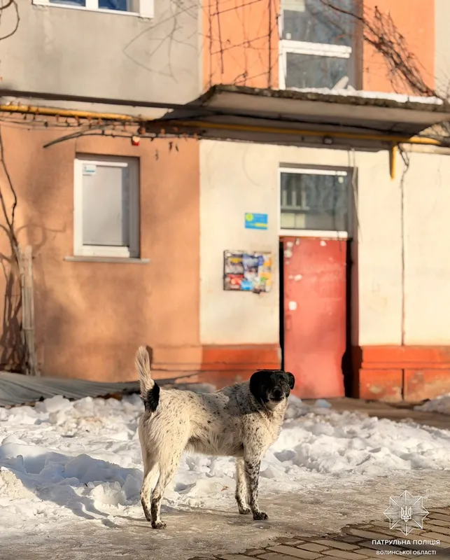 Смаколики замість штрафів: вулицями Луцька пройшов зворушливий рейд