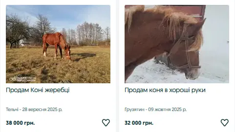 Скільки коштують коні та лошата на Волині