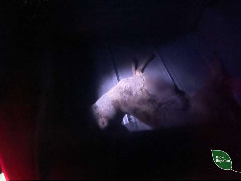 Ковельчанина спіймали з мертвою козулею у багажнику (фото)