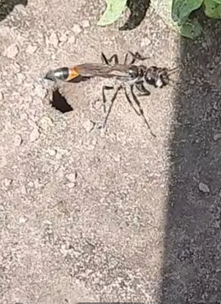 Лучанка на городі знайшла величезну страшну комаху (фото)