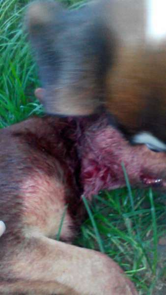 Заважала: на Волині собаку запхали в мішок і били шилом (фото 18+)