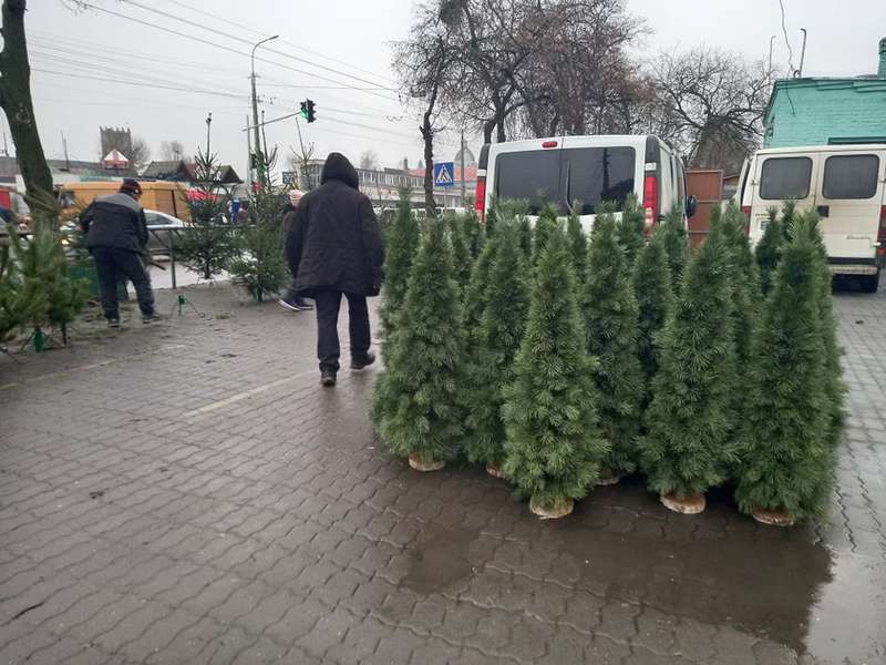 У Луцьку почали продавати ялинки: скільки коштує святкове дерево (фото)