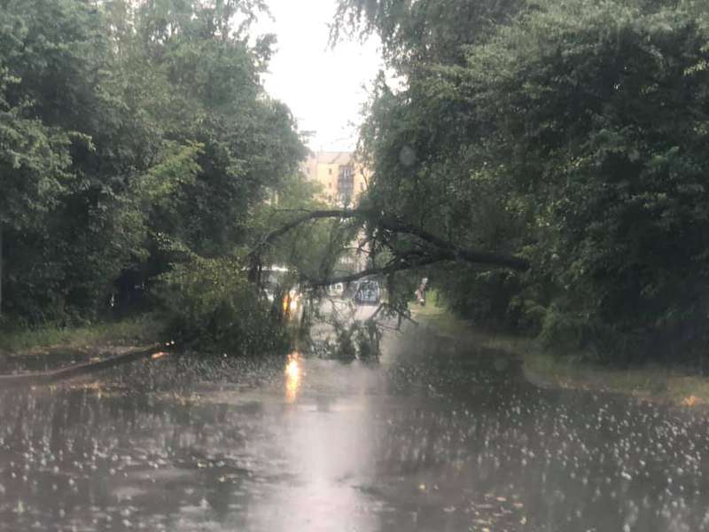 Злива у Луцьку повалила дерево (фото)