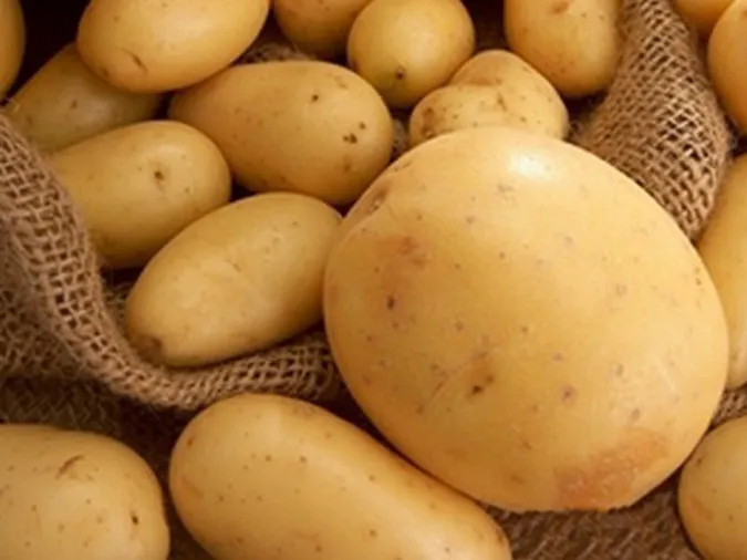 Ціна буде рости: в Україні прогнозують неврожай картоплі