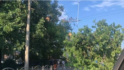 На проспекті Перемоги в Луцьку дерево обірвало тролейбусну лінію (фото)