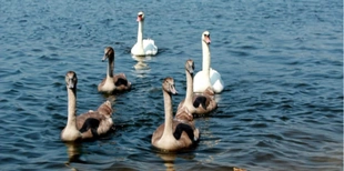 Перші сімейні фото: на волинському озері поселились лебеді (фото)