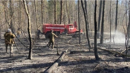 Шкода від лісових пожеж більша, ніж від незаконних рубок, – головний лісівник Волині (фото)