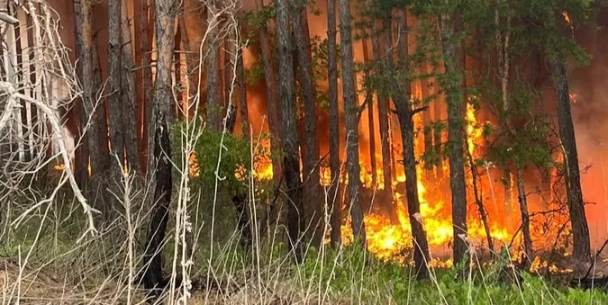 На Харківщині горять майже 4 тисячі гектарів лісу (фото)