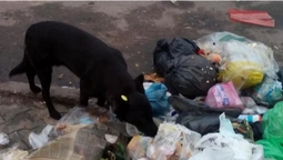 Центр, пес і розірване сміття: ковельський депутат опублікував ганебні знімки (фото)