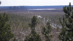 Всесвітній день водно-болотних угідь: що відомо про Черемське болото на Волині (фото)