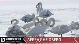 На водоймі поблизу Луцька оселилися три десятки лебедів (відео, фото)