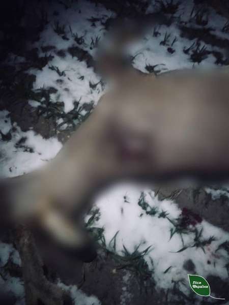 На Ковельщині троє браконьєрів вбили самця козулі (фото)