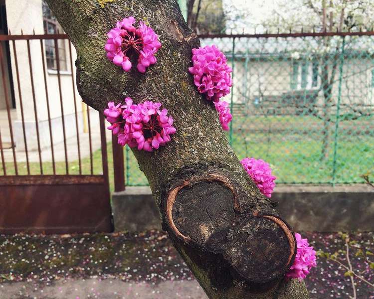 В Ужгороді зацвіли стовбури дерев (фото)