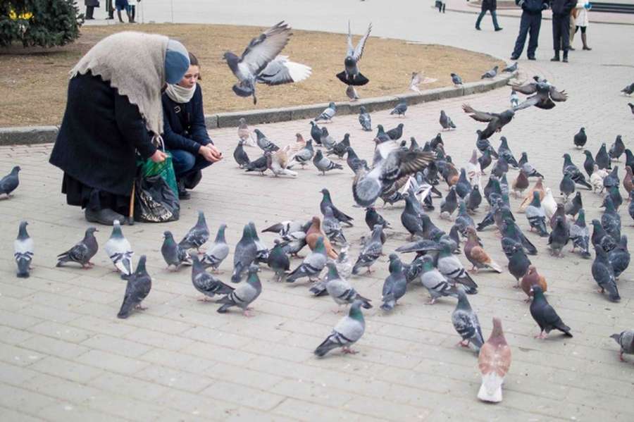Історія баби Насті, яка годувала голубів у центрі Луцька