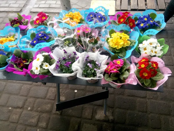 У Луцьку екоінспектори «полювали» на продавців первоцвітів