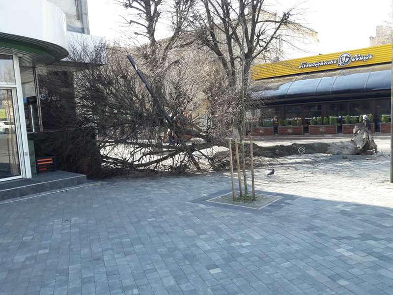 У центрі Луцька на магазин впало дерево (ФОТО)