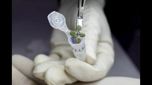 Науковці вперше виростили рослину на ґрунті з Місяця (відео)
