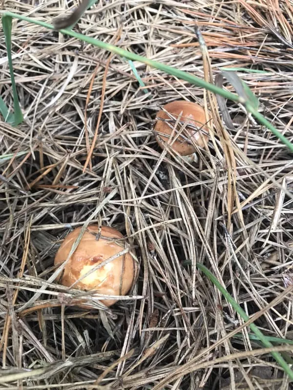За 20 хв – торба маслюків: розповіли, де на Волині зараз збирають гриби (фото)