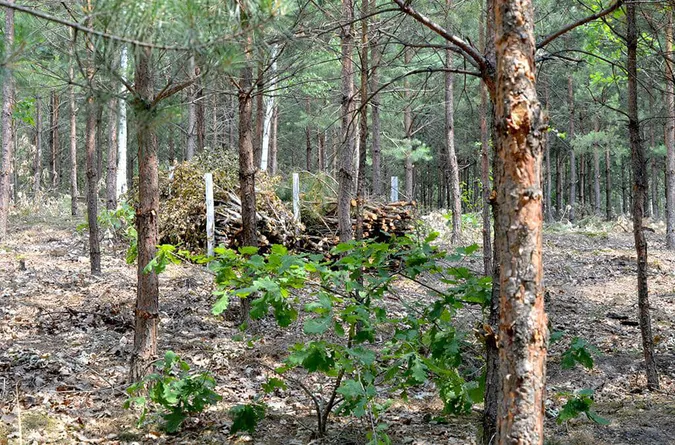 Волинські лісівники адаптуються до нових реалій (фото)