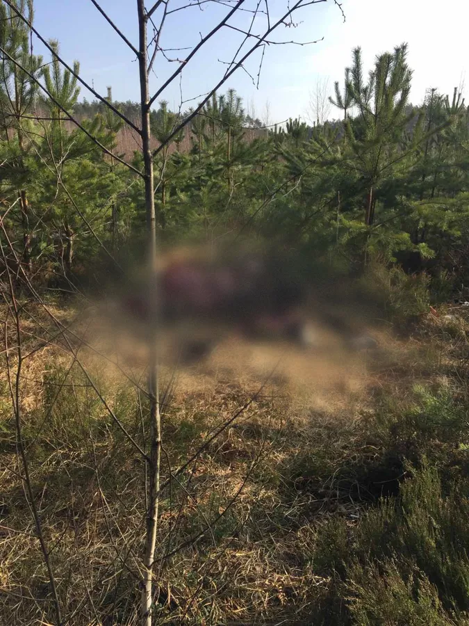 У Шацькому районі браконьєри вбили лося