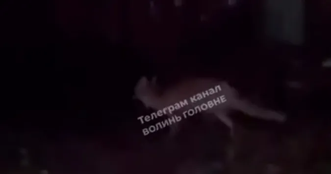 У центрі Луцька зафіксували дикого небезпечного хижака (відео)