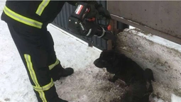 Волинськи рятувальники звільнили з пастки собаку (фото)