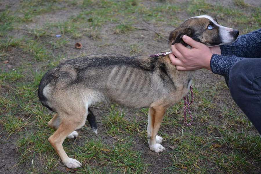 Кістки, обтягнуті шкірою: на Волині врятували собаку Санту і шукають їй сім’ю (фото)