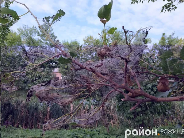 У Рожищі – нашестя гусені  (фото)