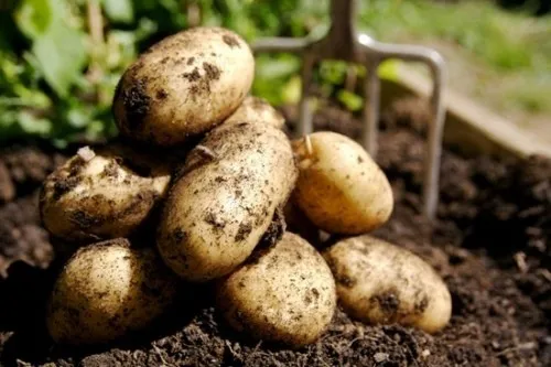 Волинські експерти розповіли, як правильно вирощувати картоплю