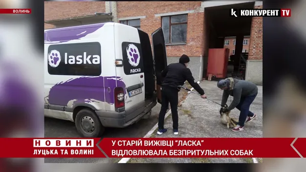 У Старій Вижівці відловили безпритульних собак (фото, відео)