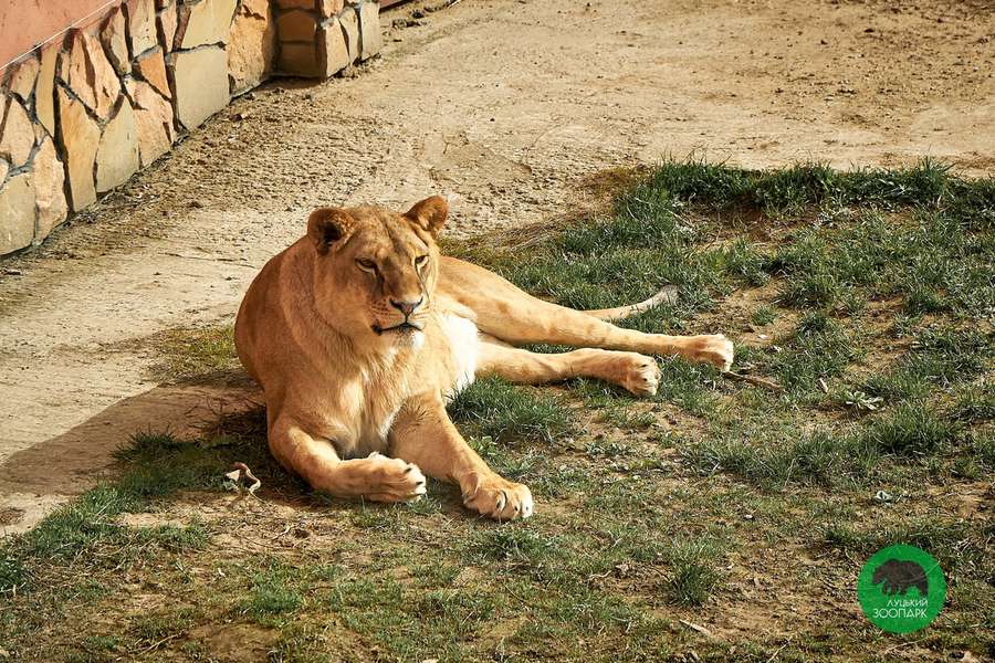 Луцький зоопарк замилував сонячними знімками своїх тваринок (фото)
