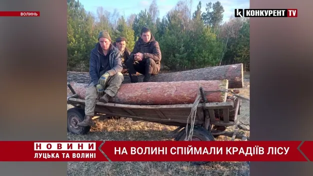 Завдали збитків на 30 000 грн: на Волині затримали крадіїв лісу (відео)