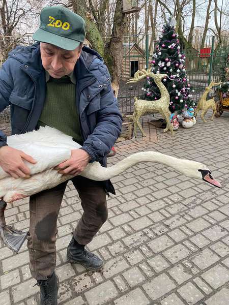 У Луцькому зоопарку прихистили підстреленого лебедя (фото)