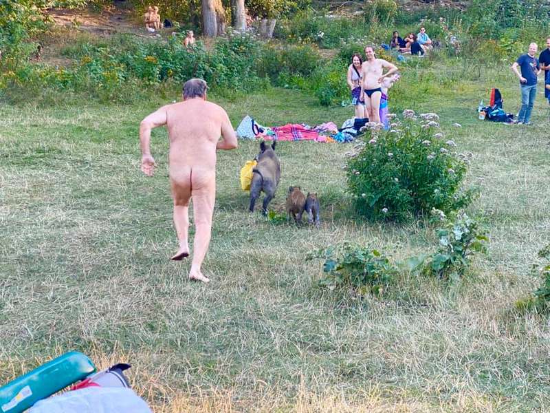 Не в Ірпені, а в Берліні: голий відпочивальник ганявся за кабанами, які вкрали його ноутбук (фото 18+)